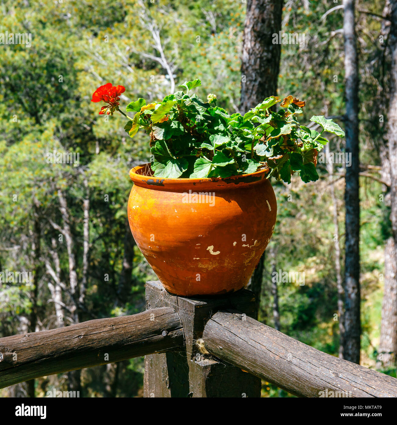 potted spring flowers on a fence, close up Stock Photo - Alamy