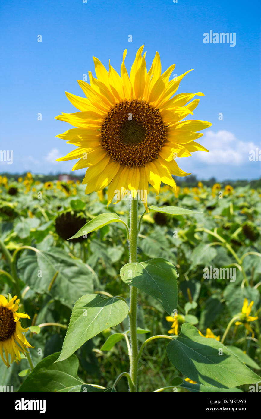 Noakhali District Stock Photos Noakhali District Stock Images Alamy