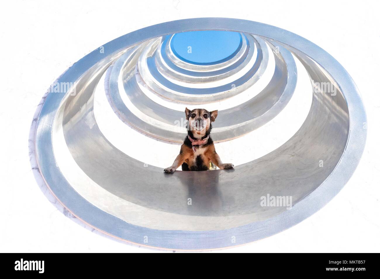 abstract photo of small dog in a tunnel of circles Stock Photo