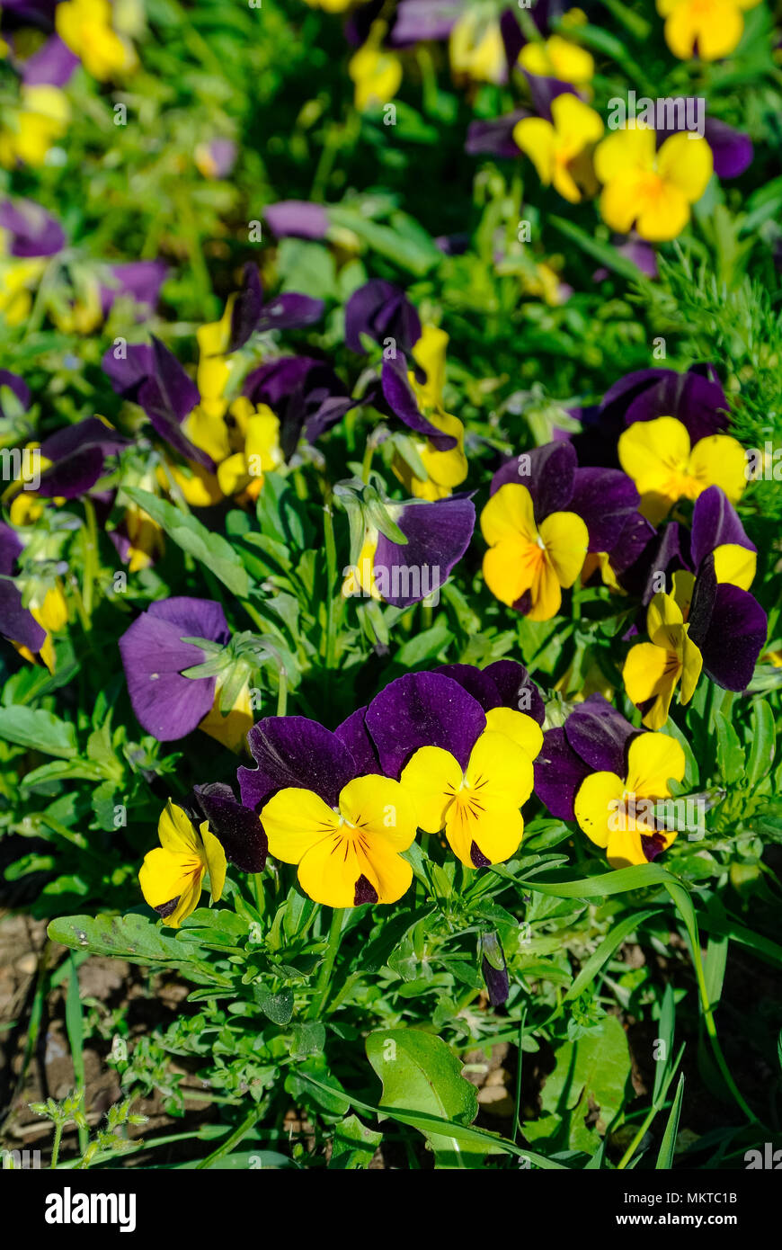 Cool wave pansy flowers, Paris, France Stock Photo