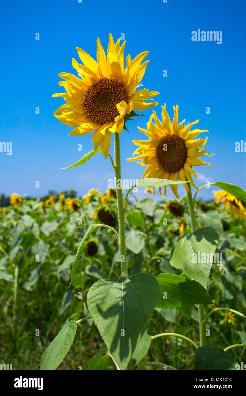 Sunflower cultivation has increased three times in the last few years