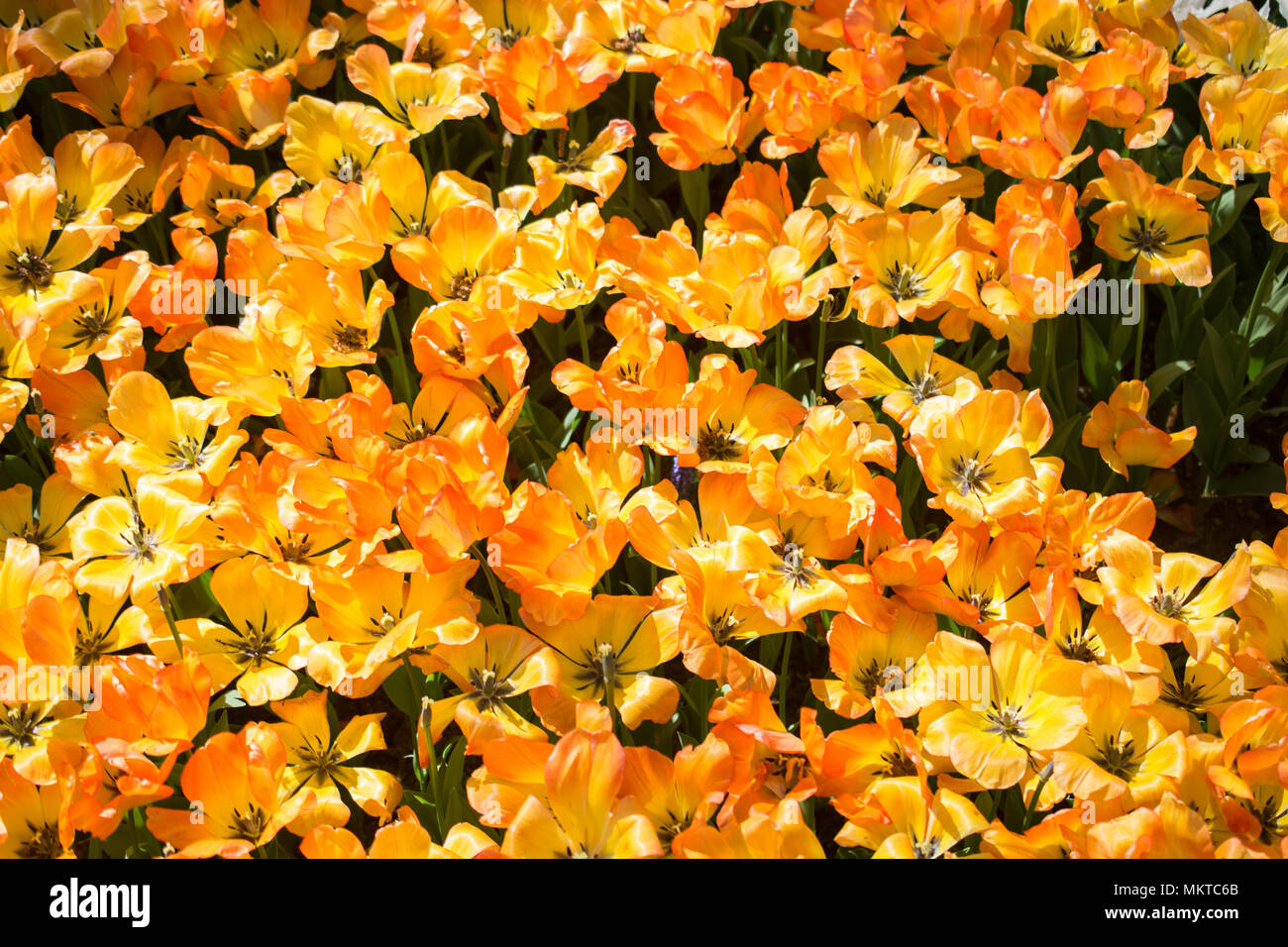 Blooming colorful tulip flowers in garden as floral background Stock ...