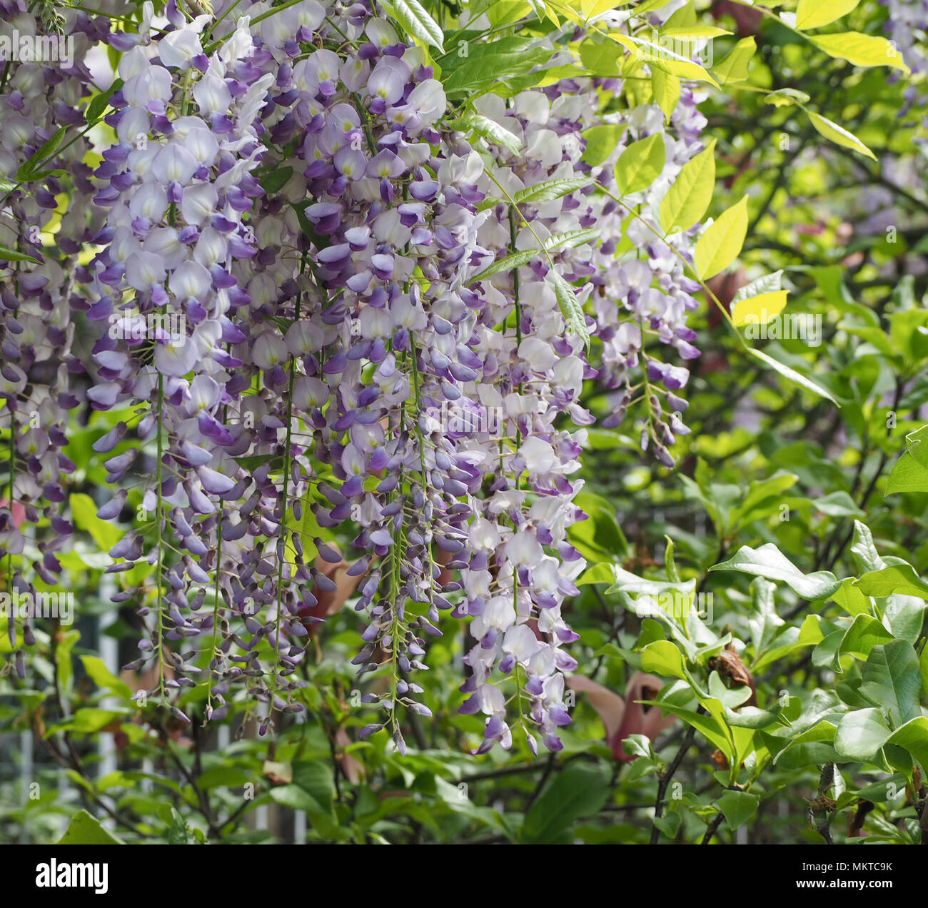 lilac wisteria (aka wistaria or wysteria) flower bloom Stock Photo Alamy
