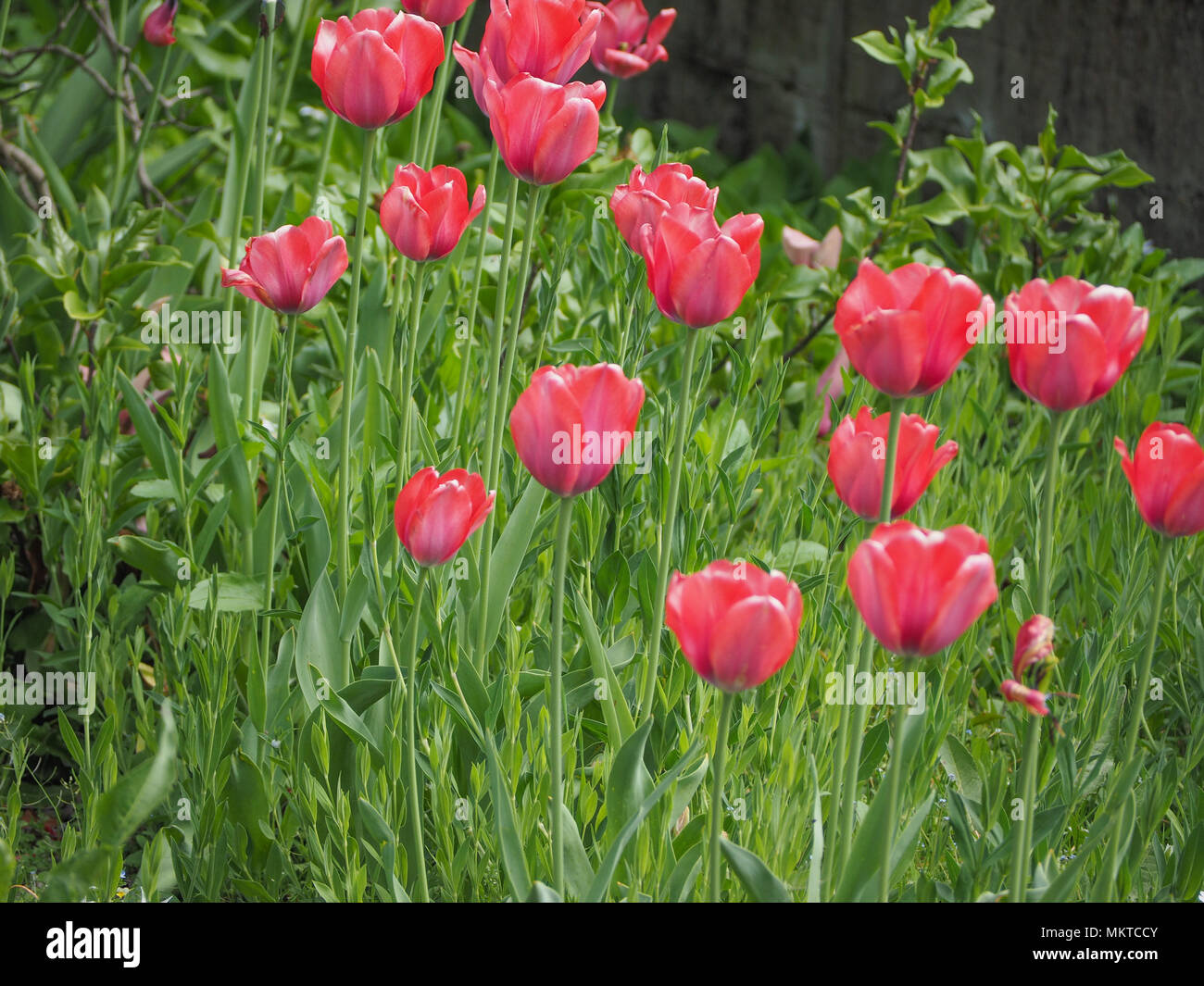 Gesneriana tulipa Tulipa gesneriana