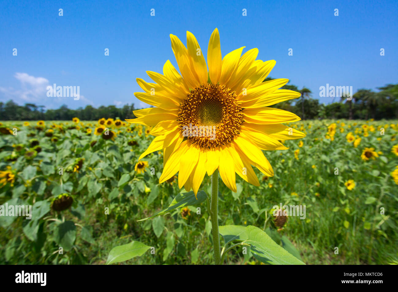 Noakhali District Stock Photos Noakhali District Stock Images Alamy