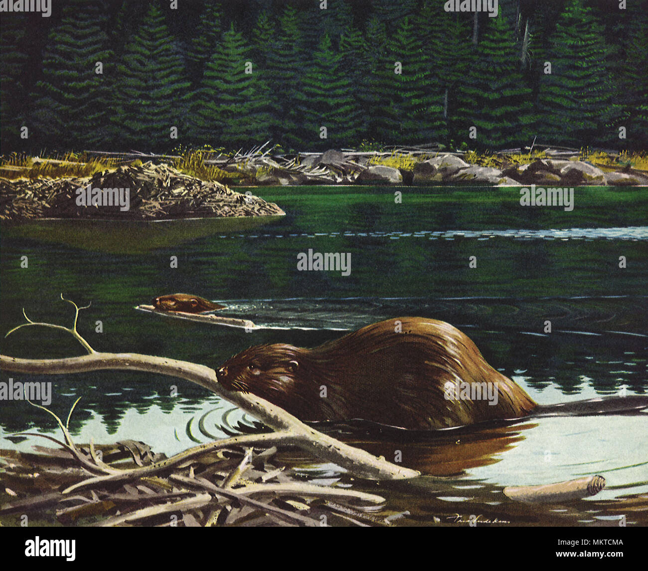 Beaver builds Dam Stock Photo Alamy