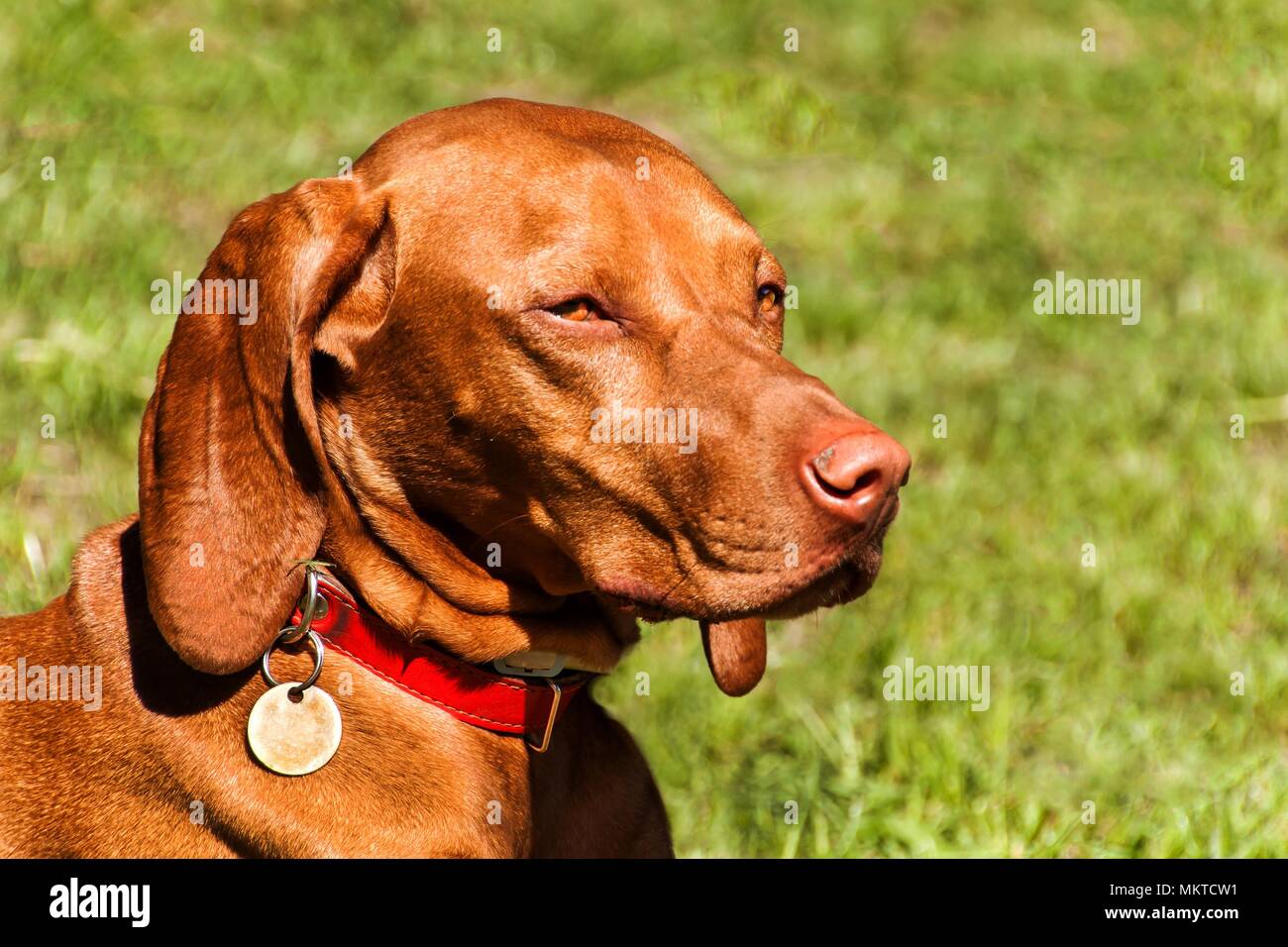Hungarian Vizsla dog portrait in the nature. Hungarian pointer Vizsla, sniffing on hunt. Dog a loyal friend of a hunter. Detail of dog head Stock Photo