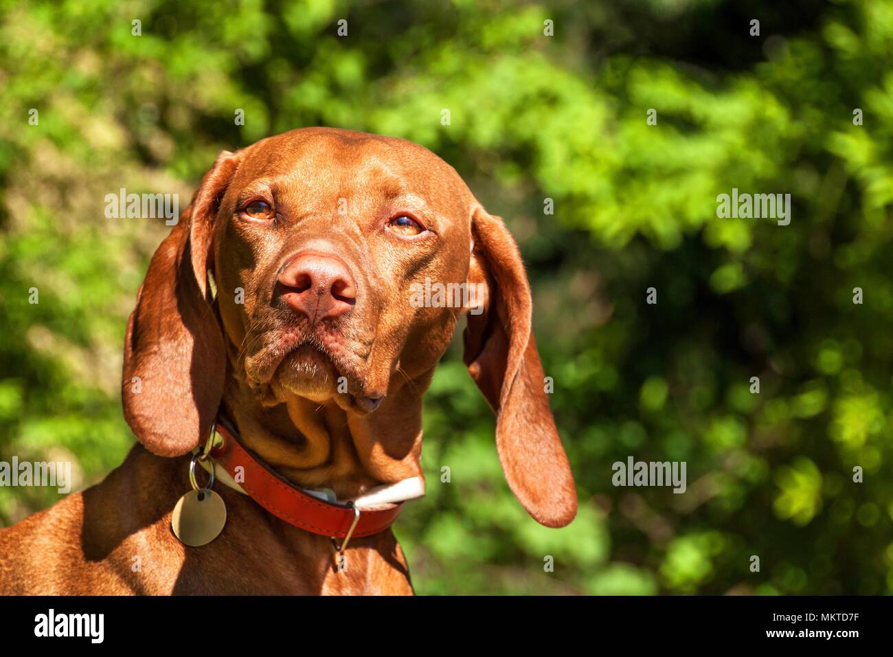 Vizsla life jacket sales
