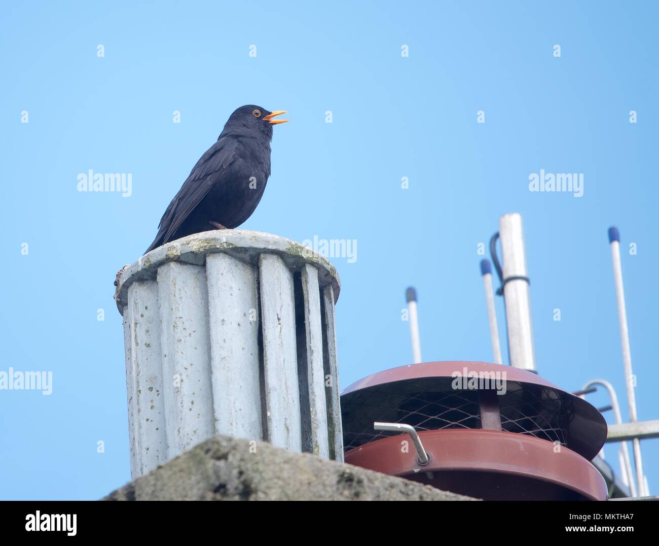 A blackbird sings , while sitting on a chimney. Stock Photo