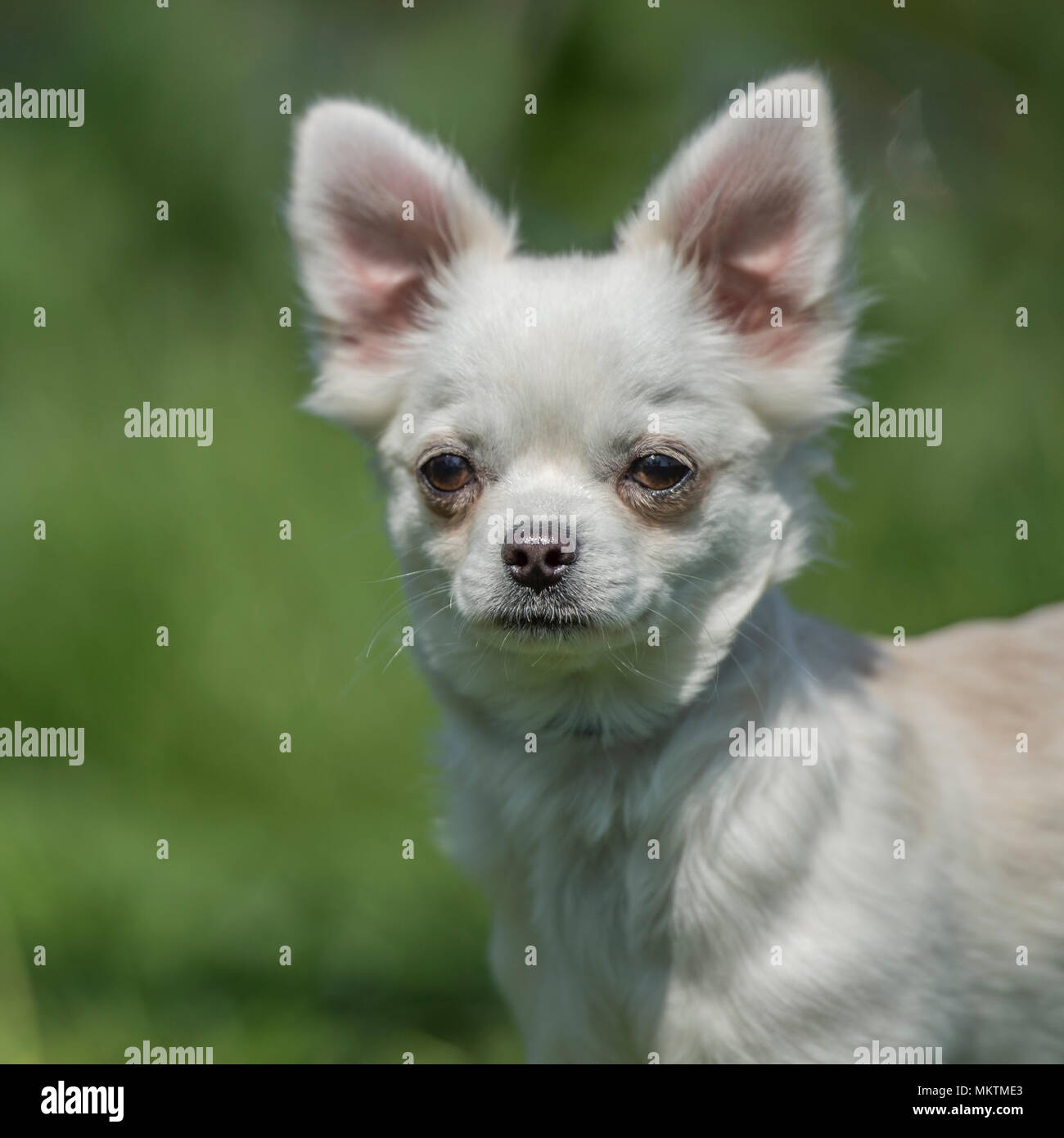 Teacup Chihuahua Stock Photos Teacup Chihuahua Stock Images Alamy