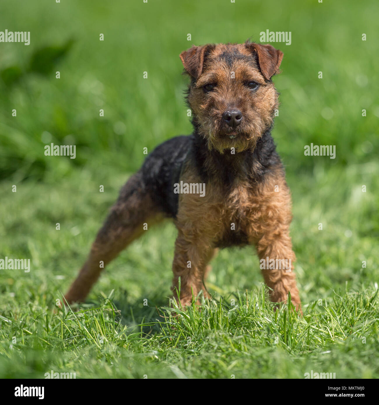 Lakeland Terrier Puppy Stock Photo Alamy