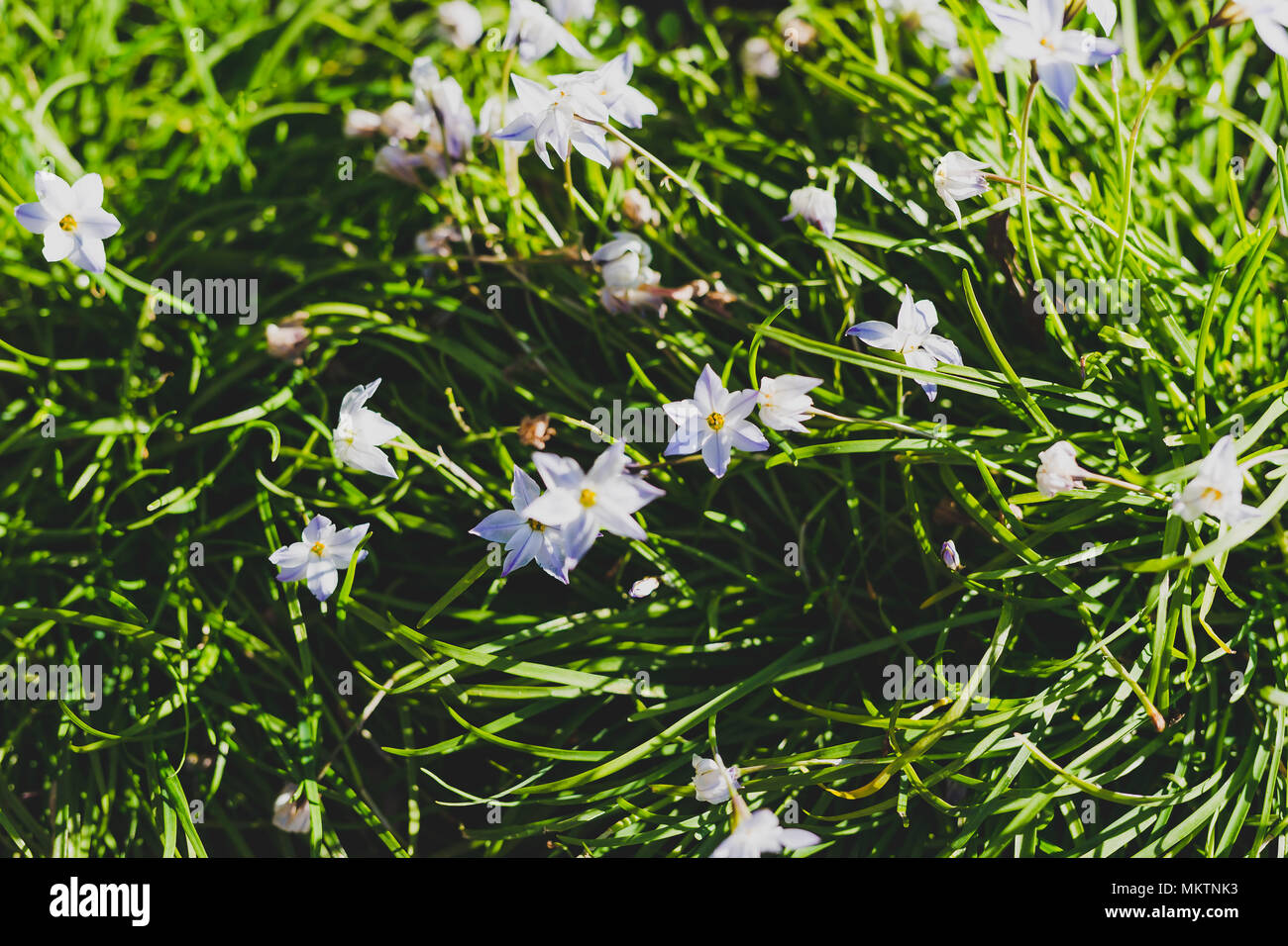 white grassnut flowers in the ground in city park, shot at shallow depth of field on a sunny spring day Stock Photo