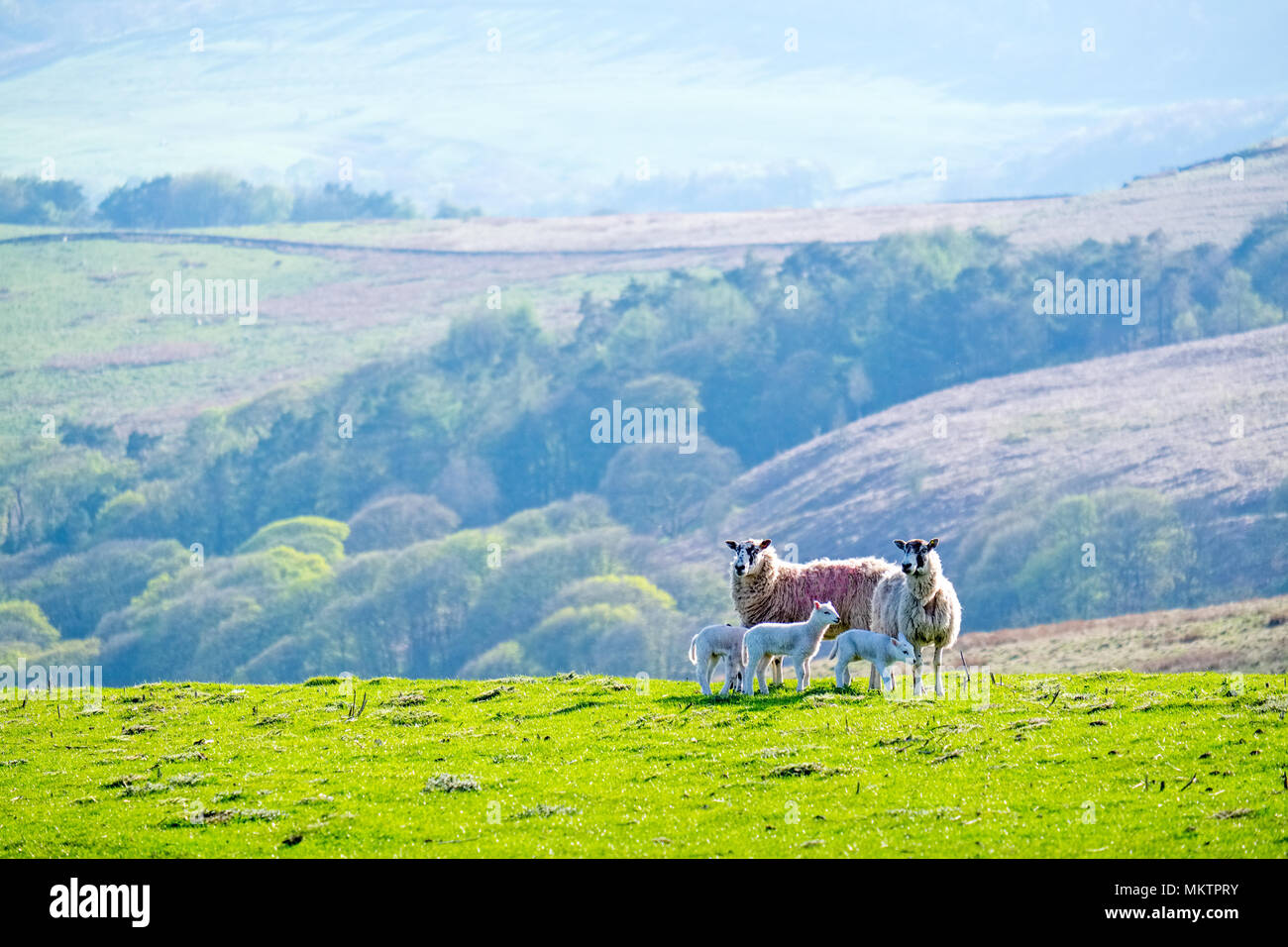 Sheep and lambs , Peak District National Park Stock Photo