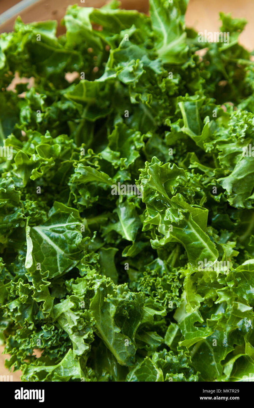 Close up of Curly Kale leaves Fife Scotland. Stock Photo
