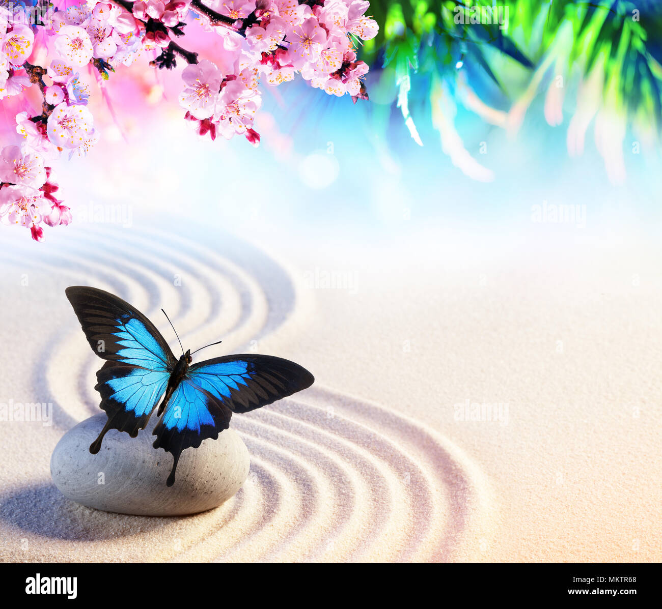 Butterfly In Japanese Rock Garden With Sakura Blossoms - Zen Concept Stock Photo