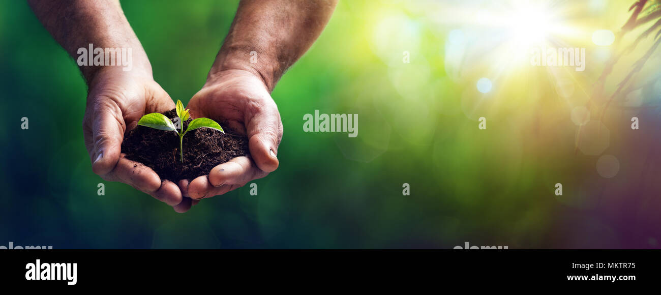 Small Plant In Old Hands - Care And Protection Concept Stock Photo