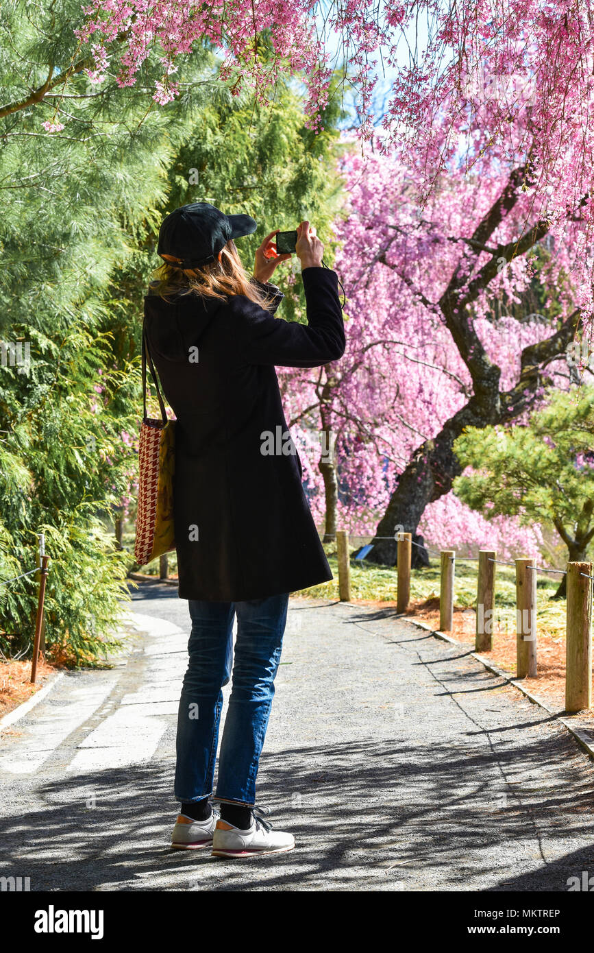 Woman taking photos of chery blossom Stock Photo