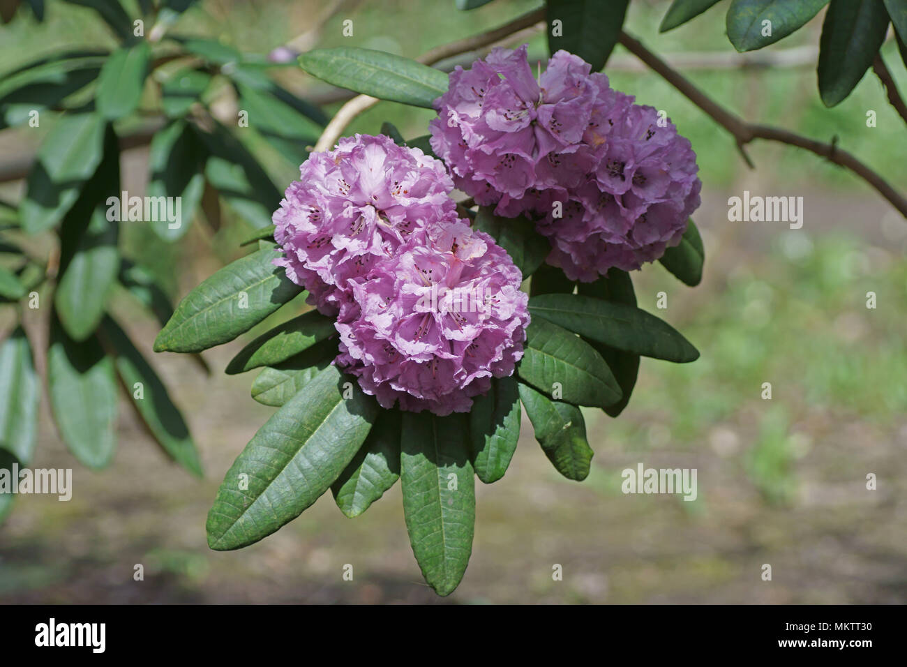 Rhododendron niveum hi-res stock photography and images - Alamy
