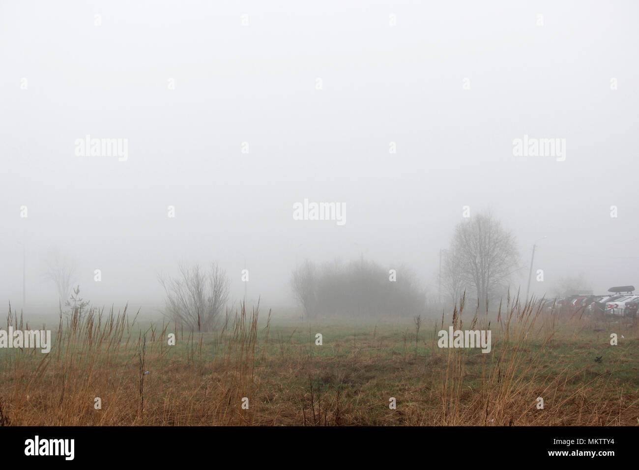 little tree and bush in the fog in a vacant lot in the spring early in ...