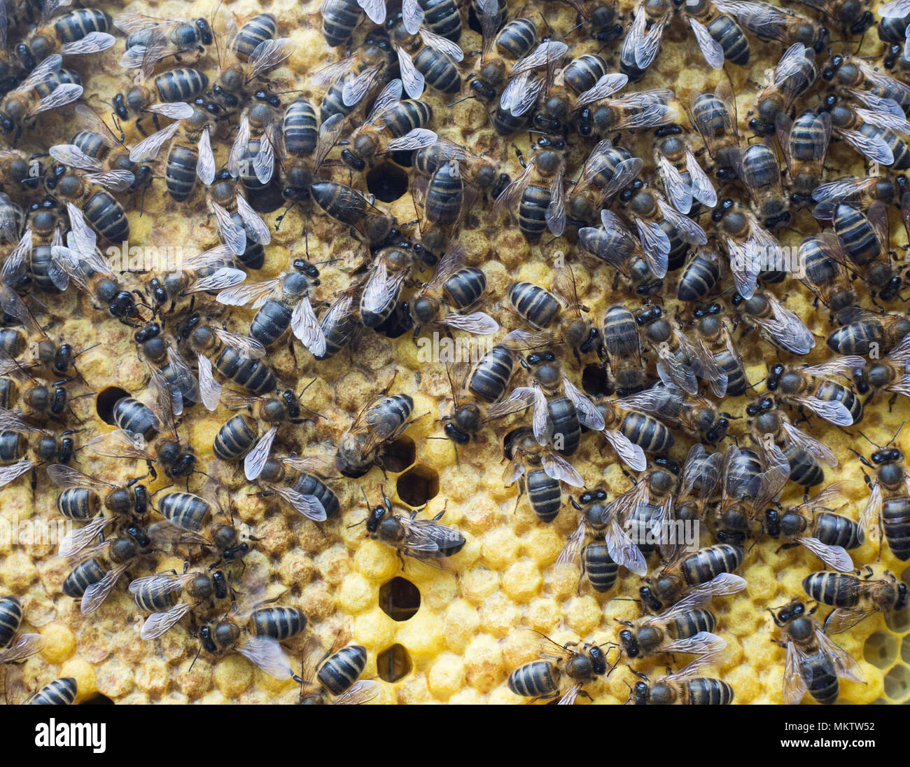 bee in spanish bee in spanish