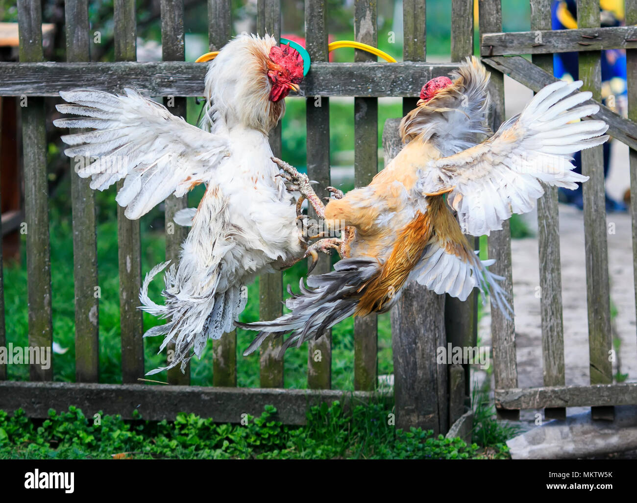 Rooster fight hires stock photography and images Alamy