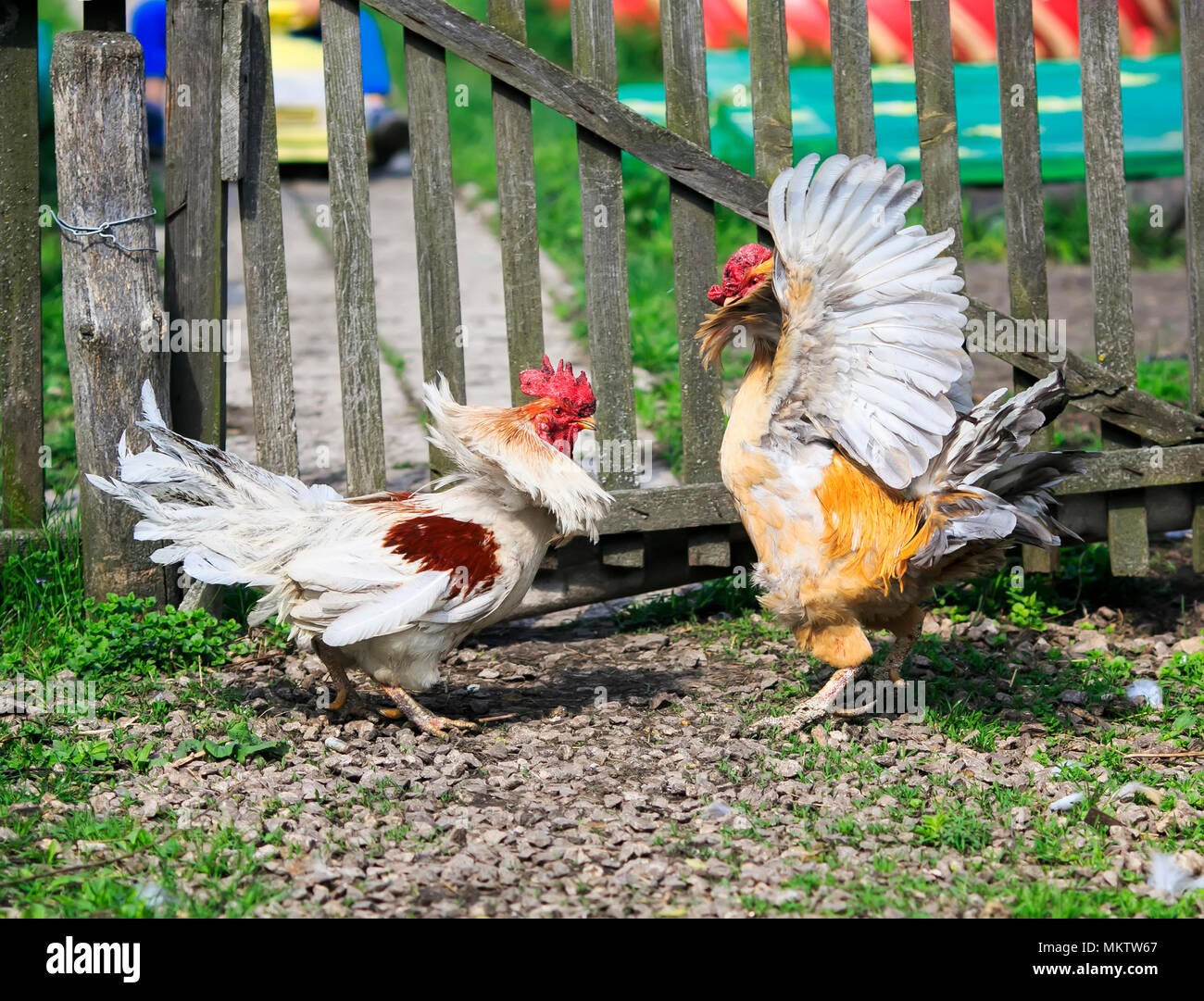 two brisk aggressive rooster fight in the backyard farms in the village in the summer Stock Photo