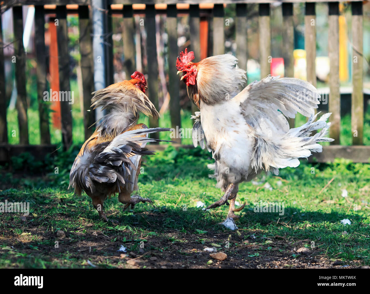 two brisk aggressive rooster fight in the backyard farm funny wings and feathers Stock Photo