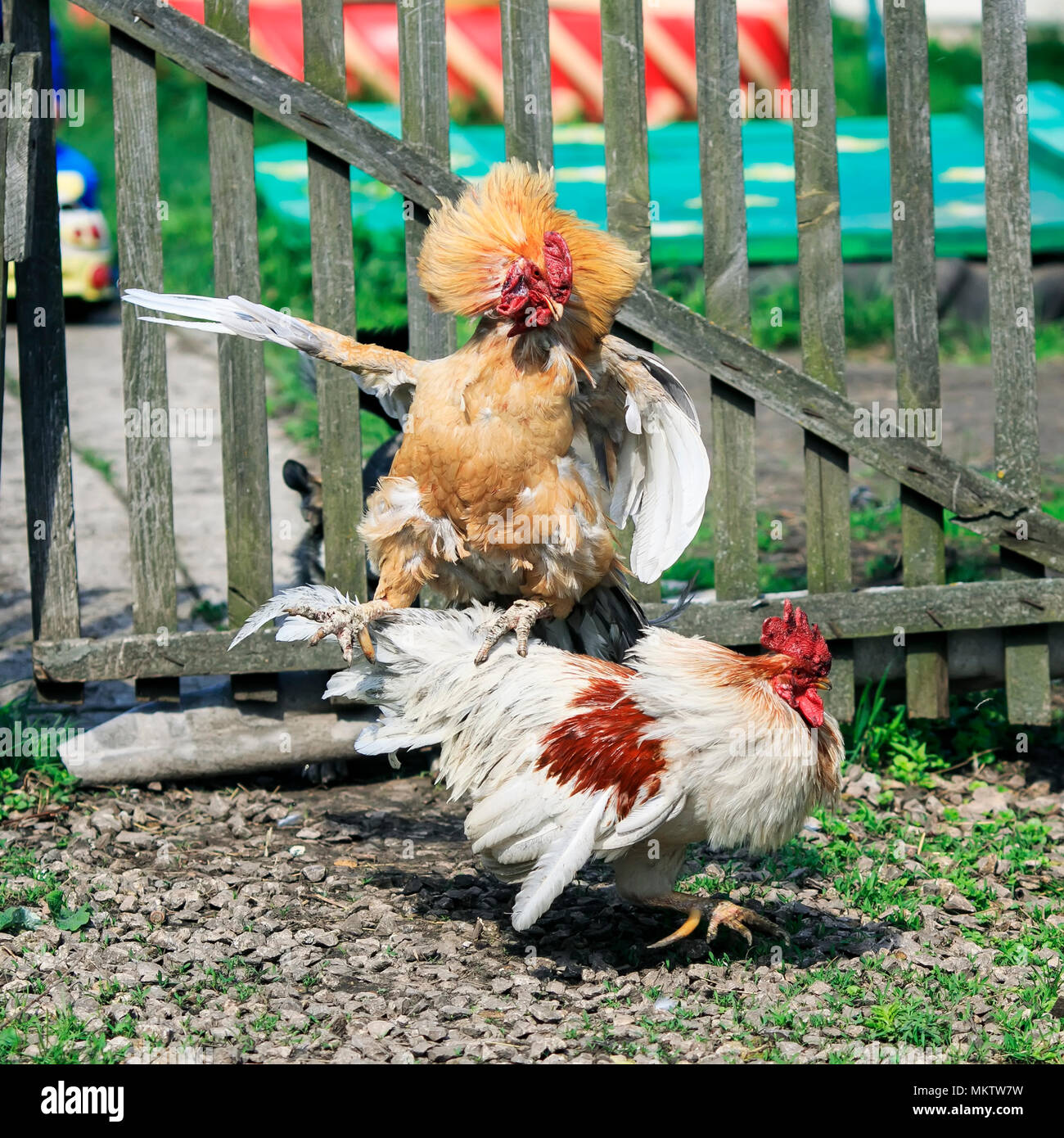 two bright rustic rooster fighting in the farm yard it is ridiculous to spread its wings and riding each other Stock Photo