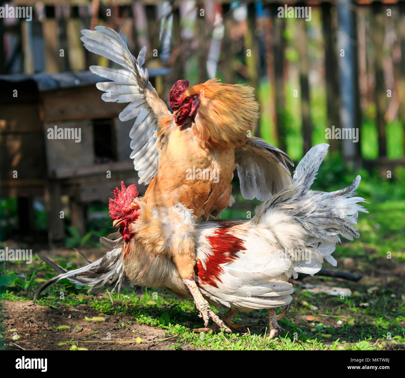 two bright rustic rooster fighting in the farm yard it is ridiculous to spread its wings and riding each other Stock Photo