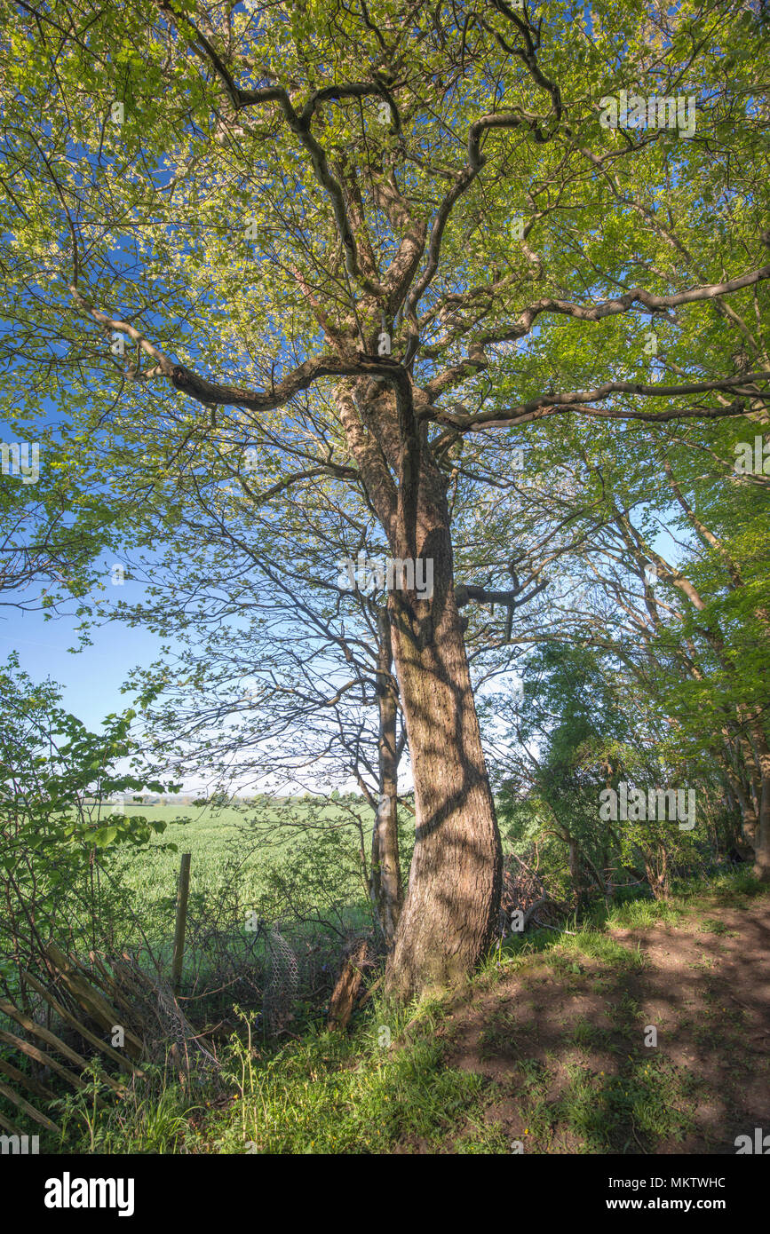 Ancient Wild Service Tree - Sorbus torminalis, Stoke Woods, Bicester, Oxfordshire owned by the Woodland Trust Stock Photo