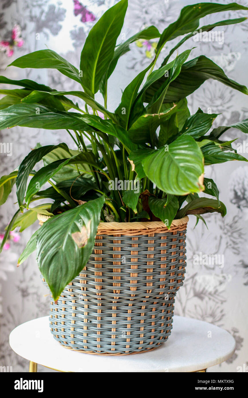 Large potted house plant in a wicker pot, Ireland Stock Photo - Alamy