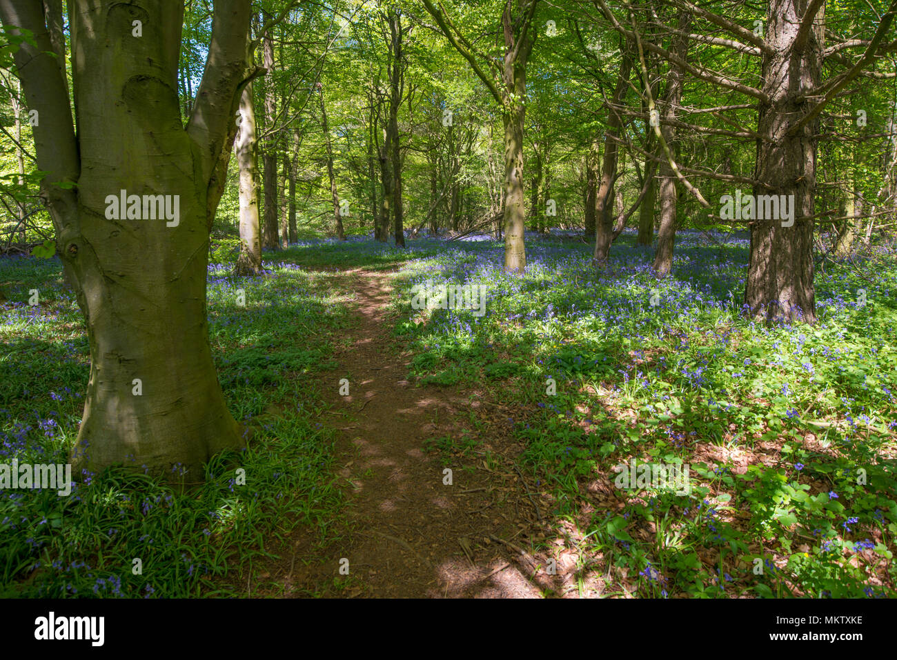 Footpath through the Bluebells at Stoke Woods, Bicester, Oxfordshire owned by the Woodland Trust Stock Photo