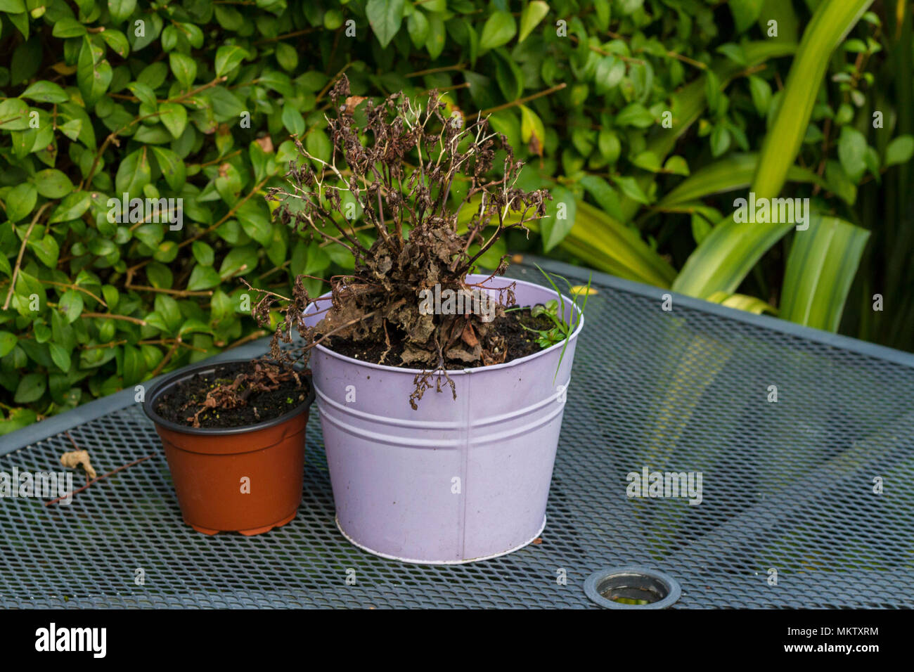 Dead plant, potted plants, pots Stock Photo Alamy