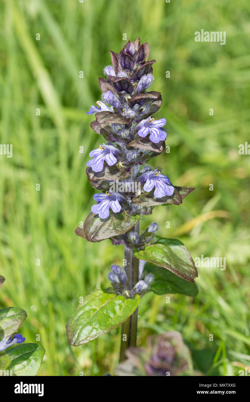 Bugle - Ajuga reptans, Stoke Woods, Bicester, Oxfordshire owned by the Woodland Trust Stock Photo