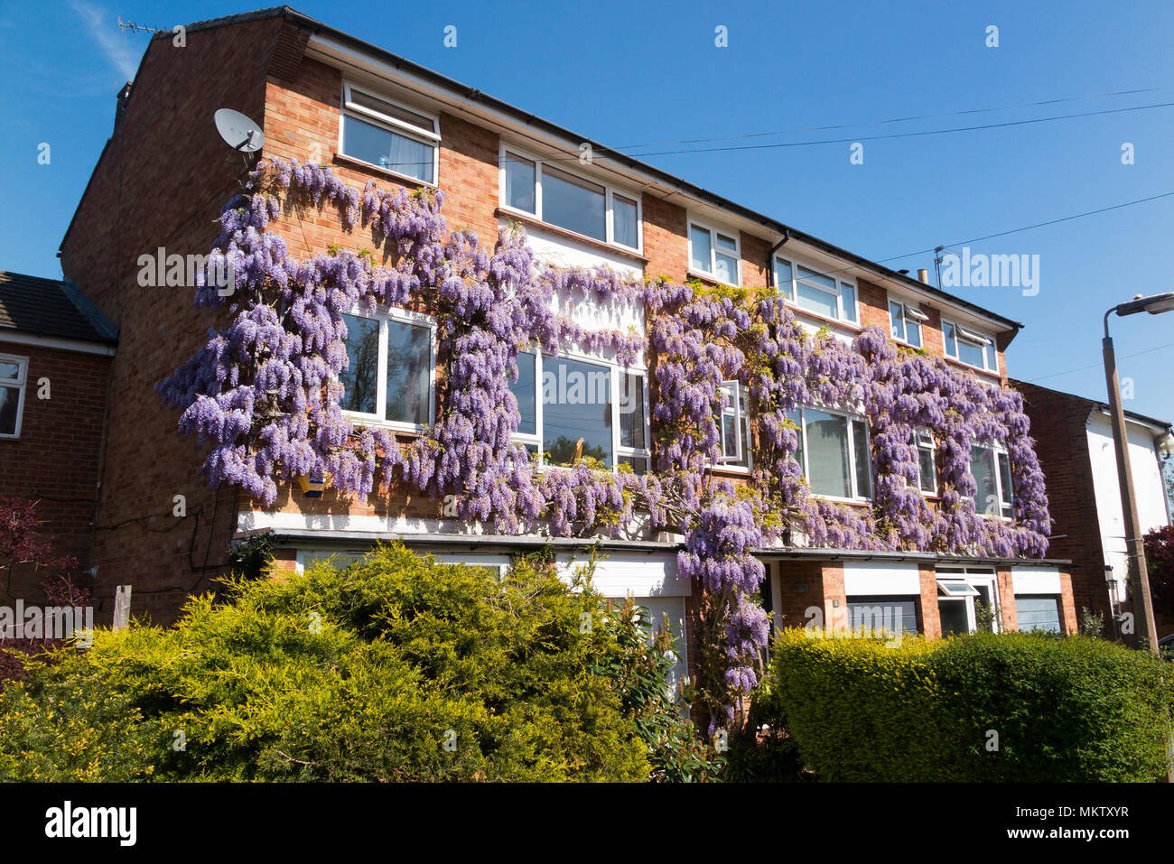 Flowering wisteria / flower / flowers growing on a private flat housing apartment block of flats