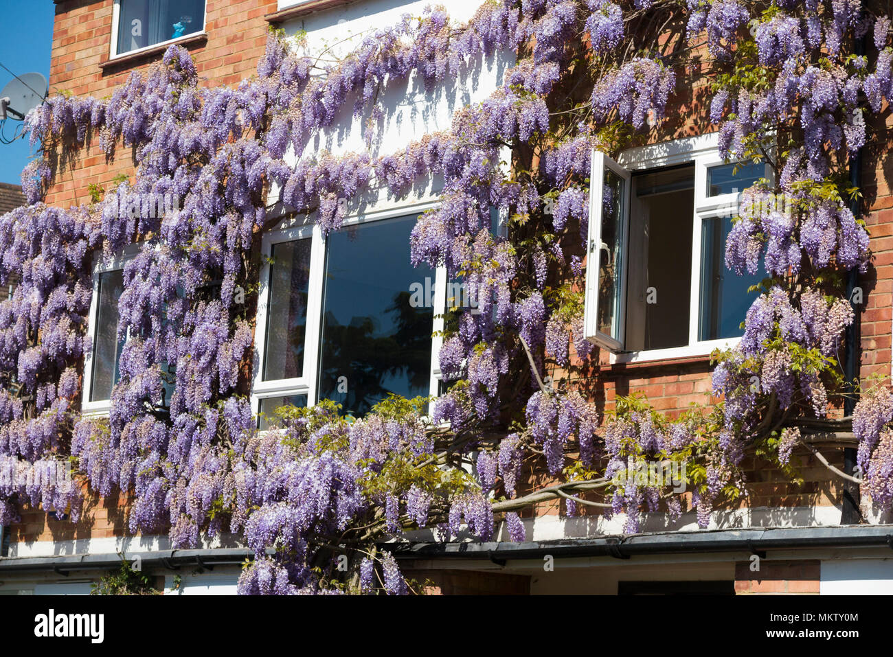 Flowering wisteria / flower / flowers growing on a private flat housing  apartment block of flats & apartments. Strawberry Hill. Twickenham. UK (96  Stock Photo - Alamy