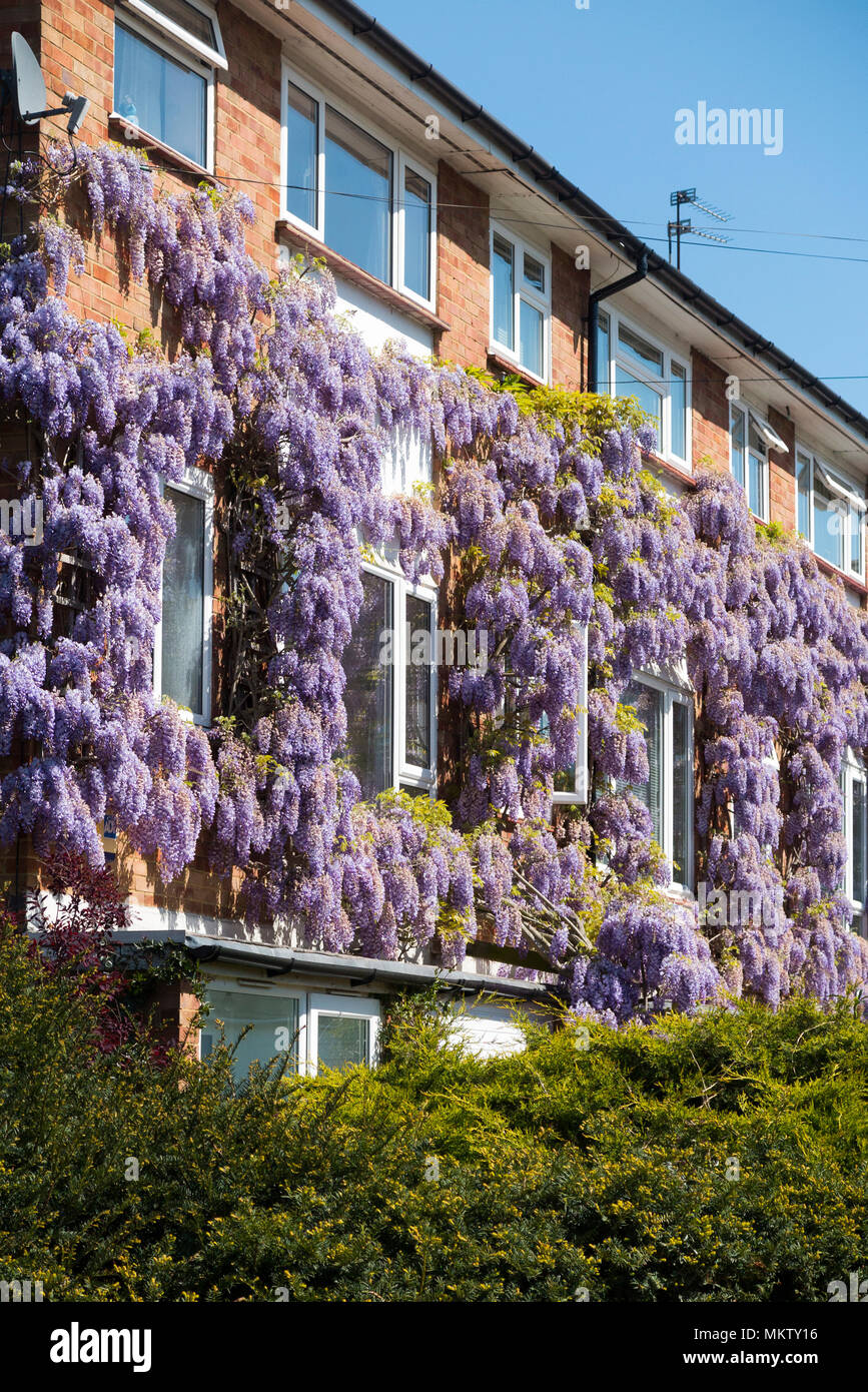 Flowering wisteria / flower / flowers growing on a private flat housing  apartment block of flats & apartments. Strawberry Hill. Twickenham. UK (96  Stock Photo - Alamy