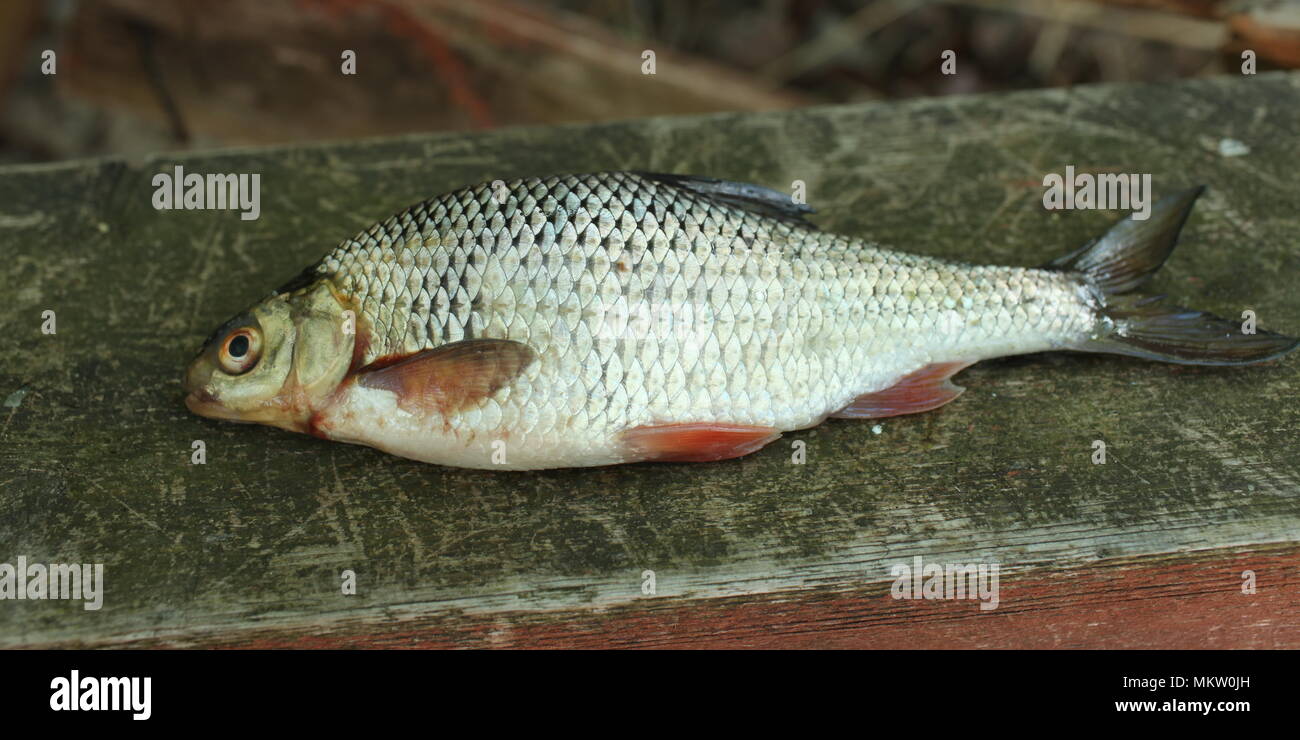 River Rudd Just caught rudd close to Stock Photo - Alamy