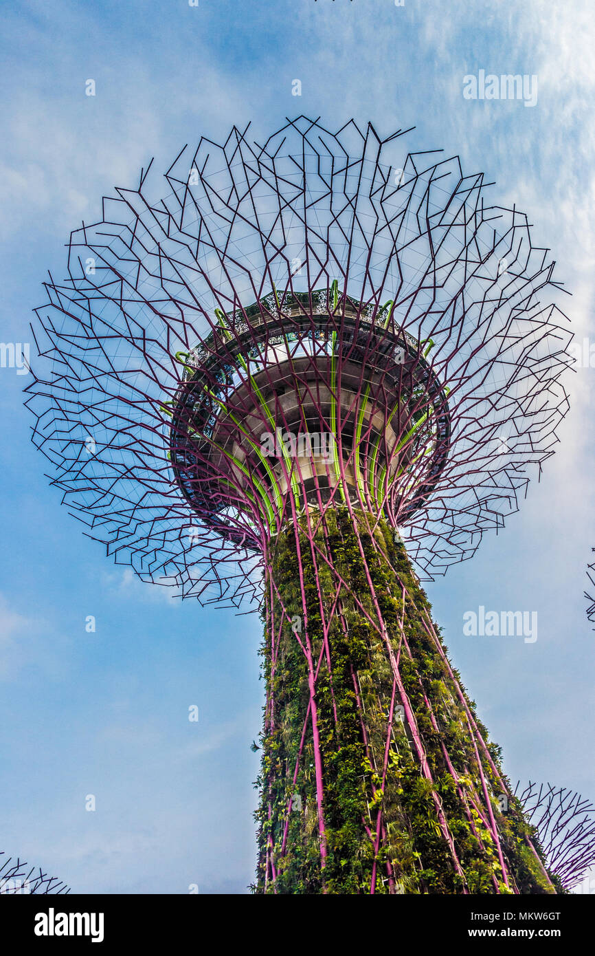 Supertree at Gardens By The Bay, Singapore Stock Photo
