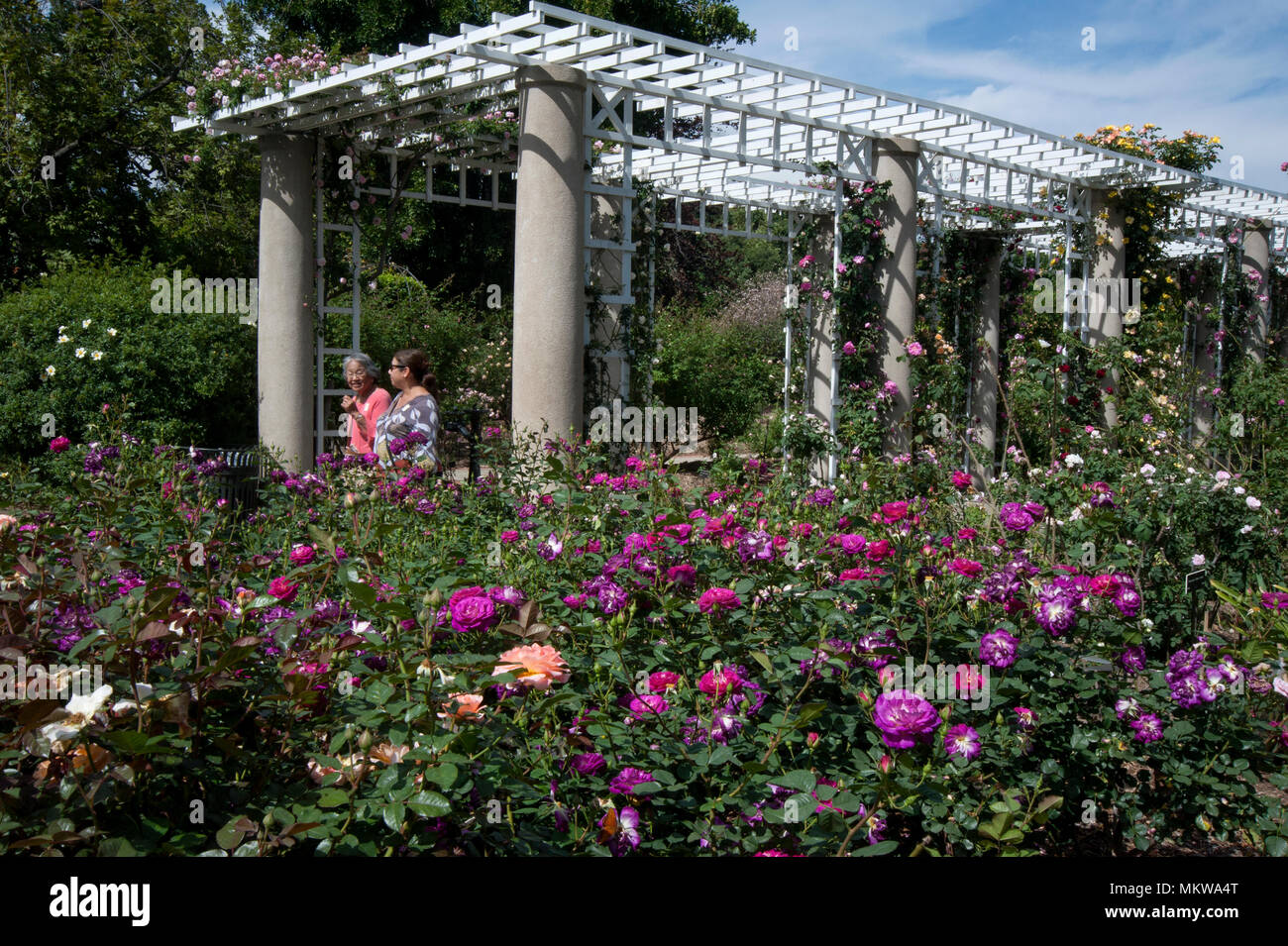 Visitors In Rose Garden At The Huntingtron Gardens In Pasadena Ca