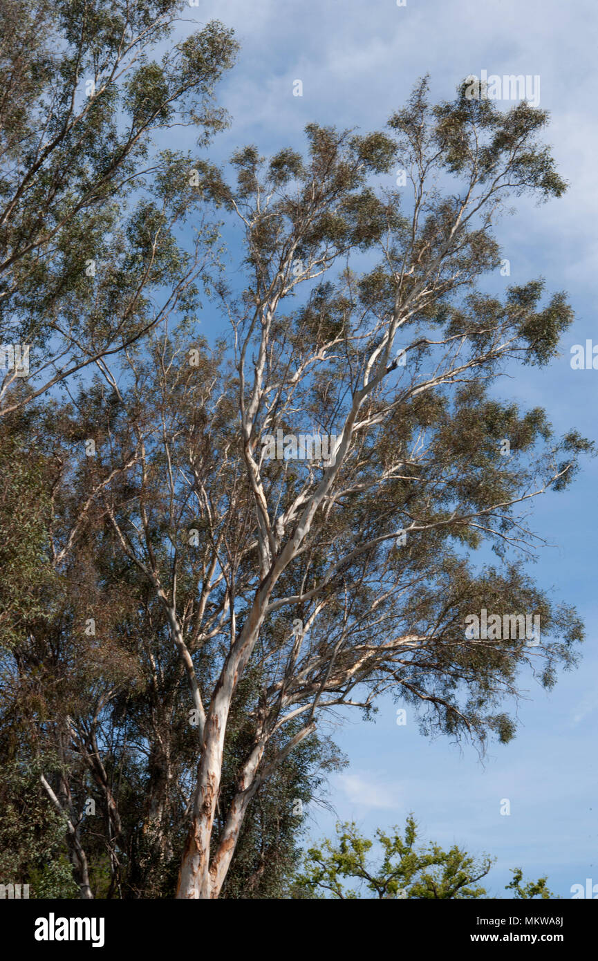 Eucalyptus tree at Huntington Gardens in Pasadena, CA Stock Photo