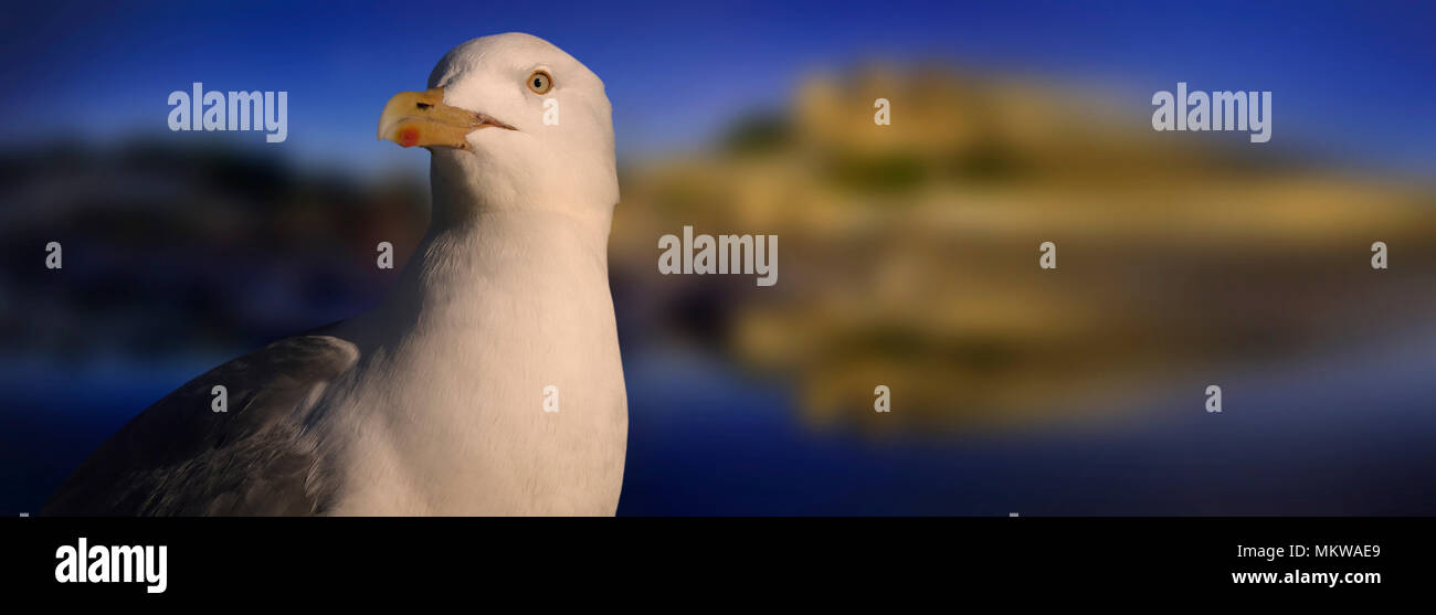 GB - DEVON: Closeup view of a herring gull at Torquay harbour side Stock Photo