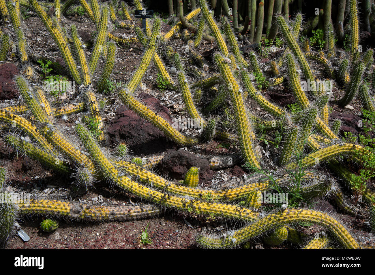 Cactus Garden display at the Huntington Gardens in Pasadena, CA Stock Photo