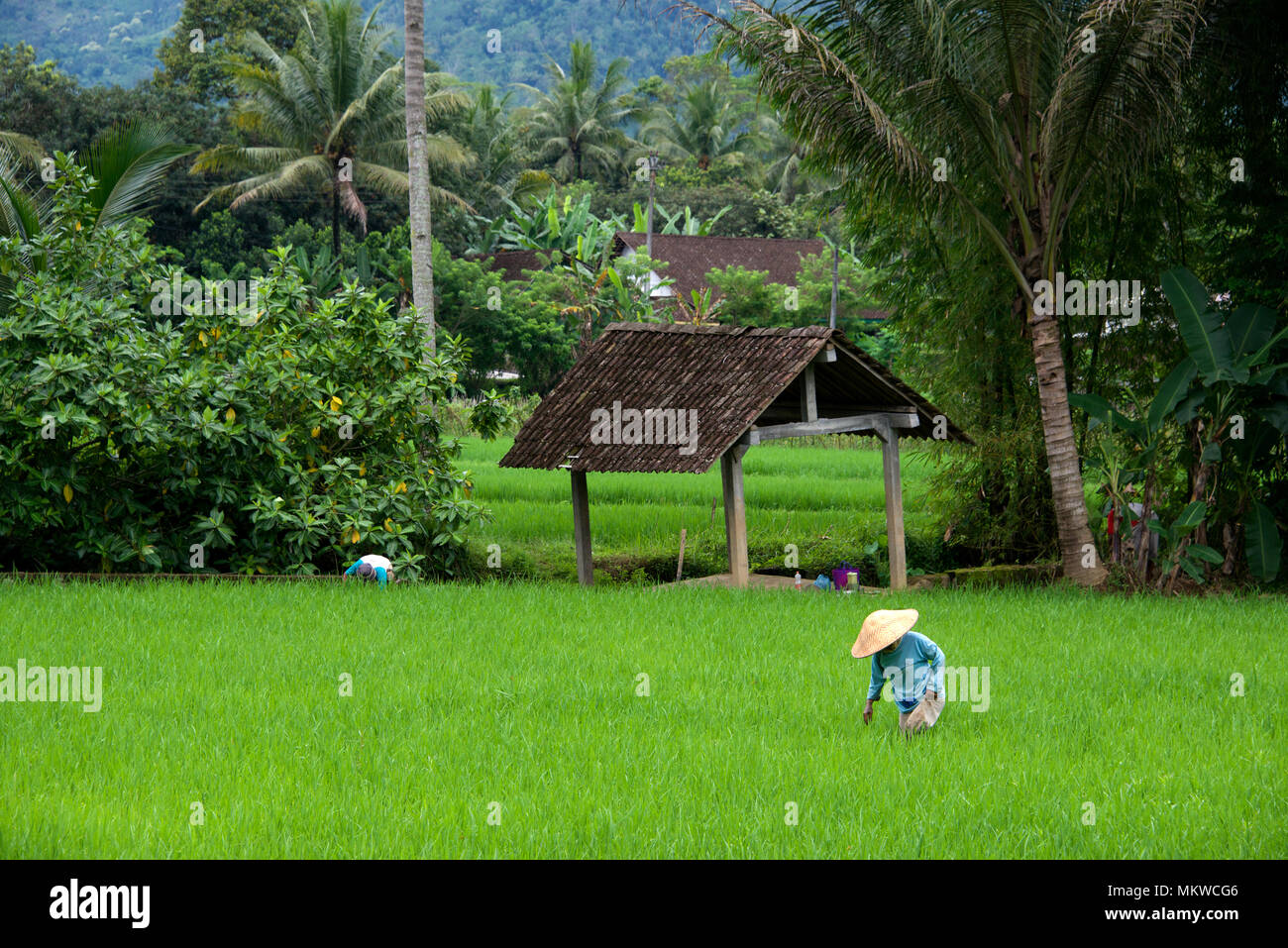 Rural scene two people in rice field Megelang District Central Java Indonesia Stock Photo