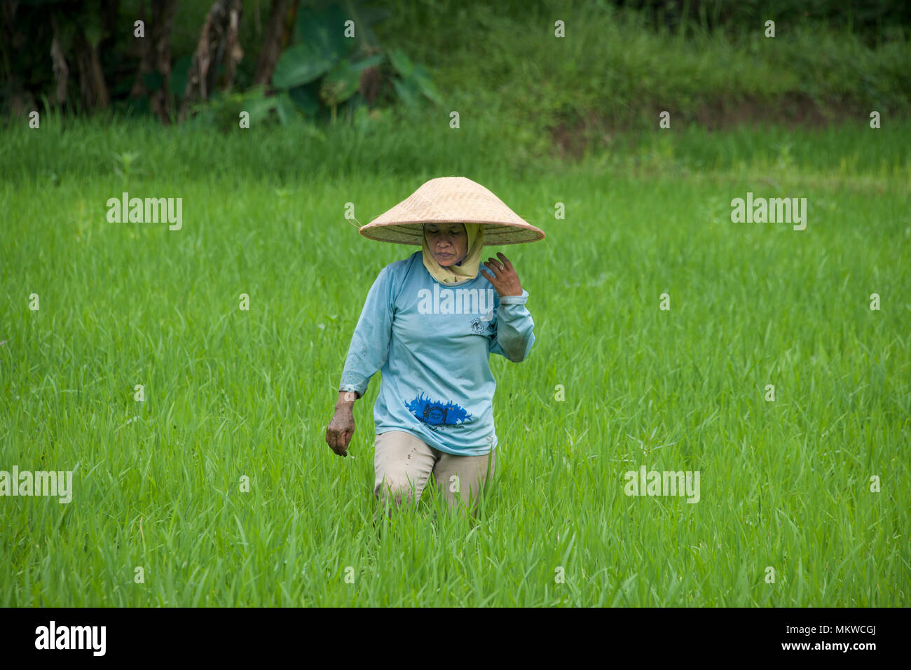 Woman wearing traditional conical hat in rice field Megelang District Central Java Indonesia Stock Photo