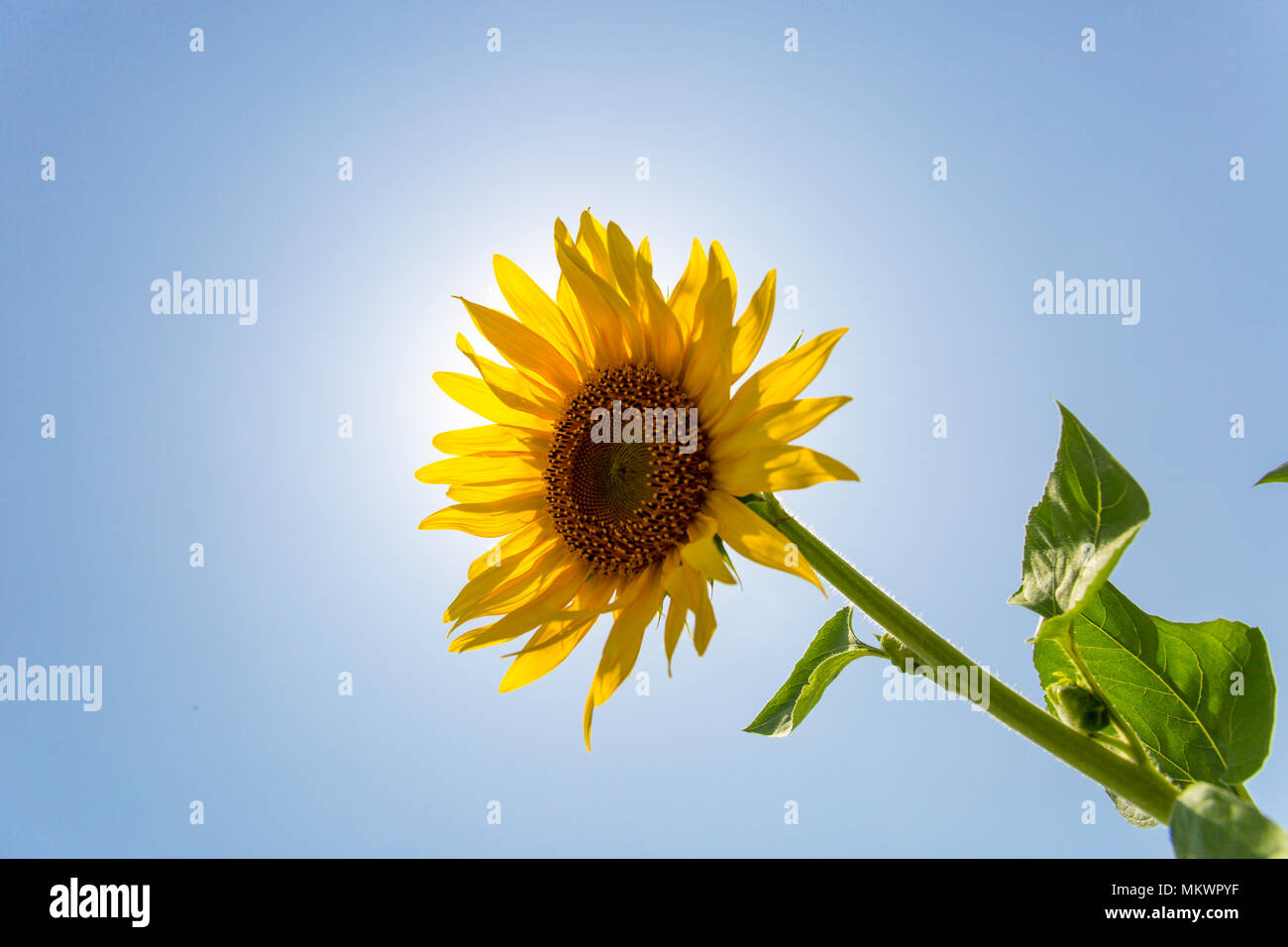 Noakhali District Stock Photos Noakhali District Stock Images Alamy