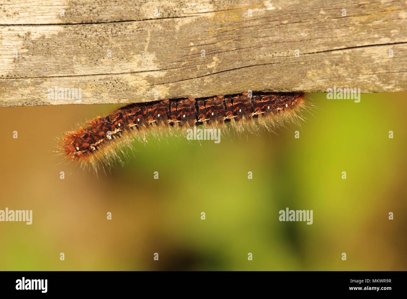 insectus in nature Stock Photo