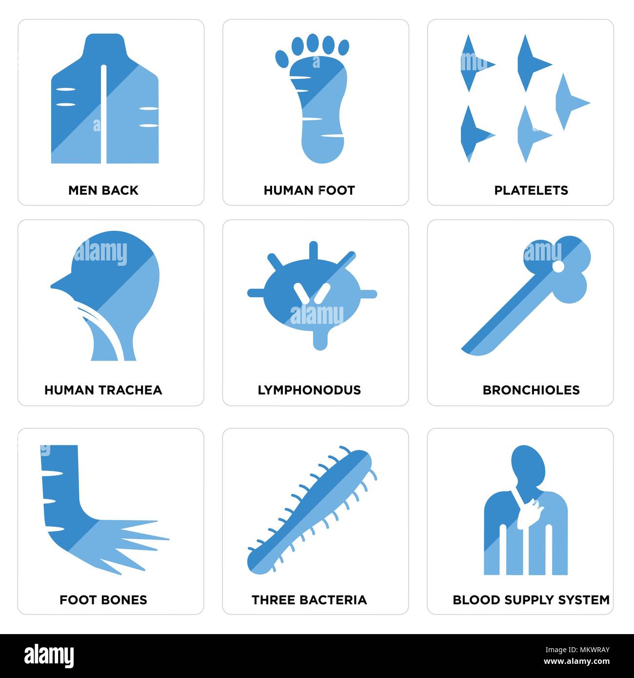 Set Of 9 simple editable icons such as Blood Supply System, Three Bacteria, Foot Bones, Bronchioles, Lymphonodus, Human Trachea, Platelets, Foot, Men  Stock Vector