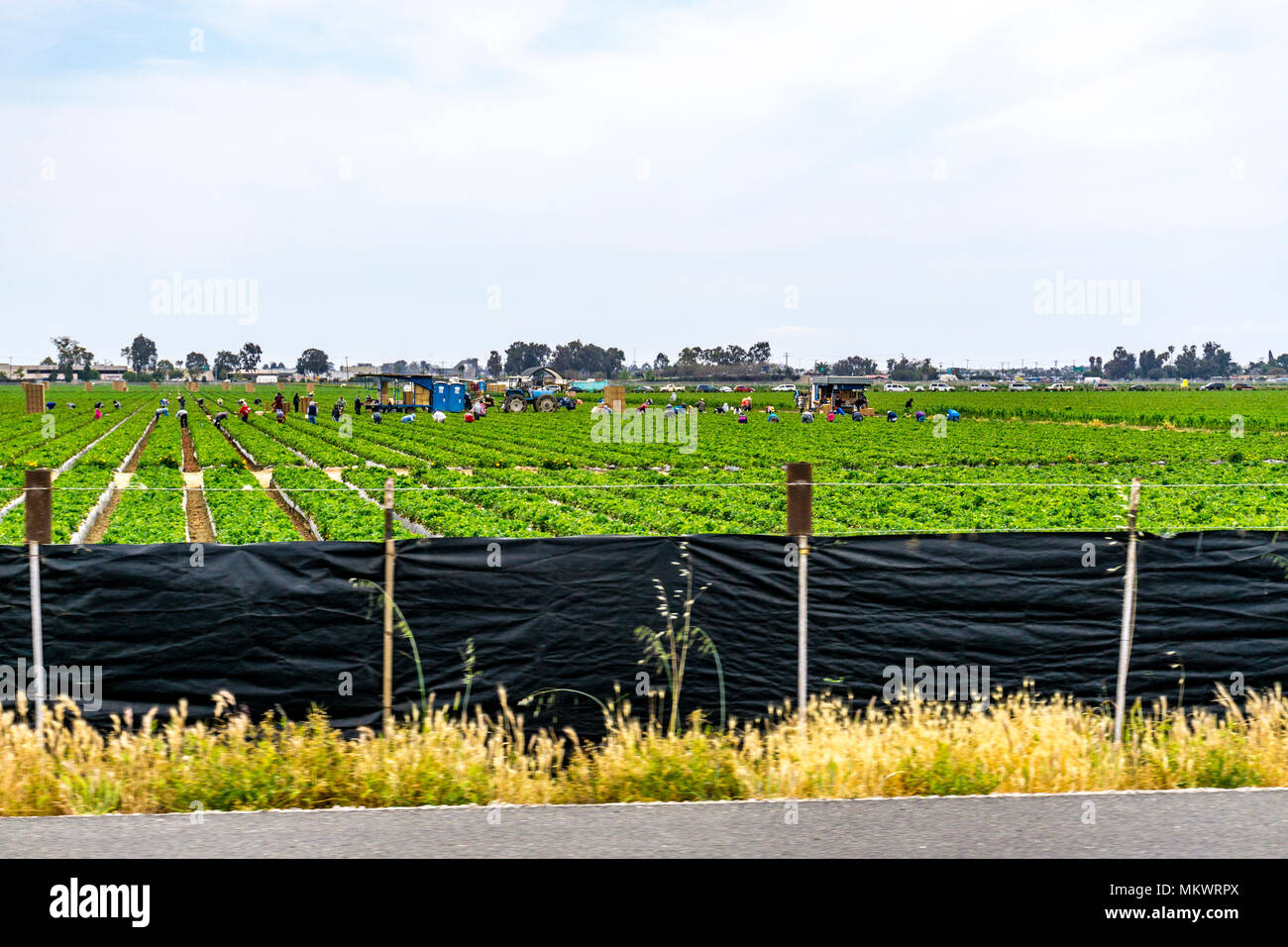 A strawberry field with workers in Oxnard California USA Stock Photo ...