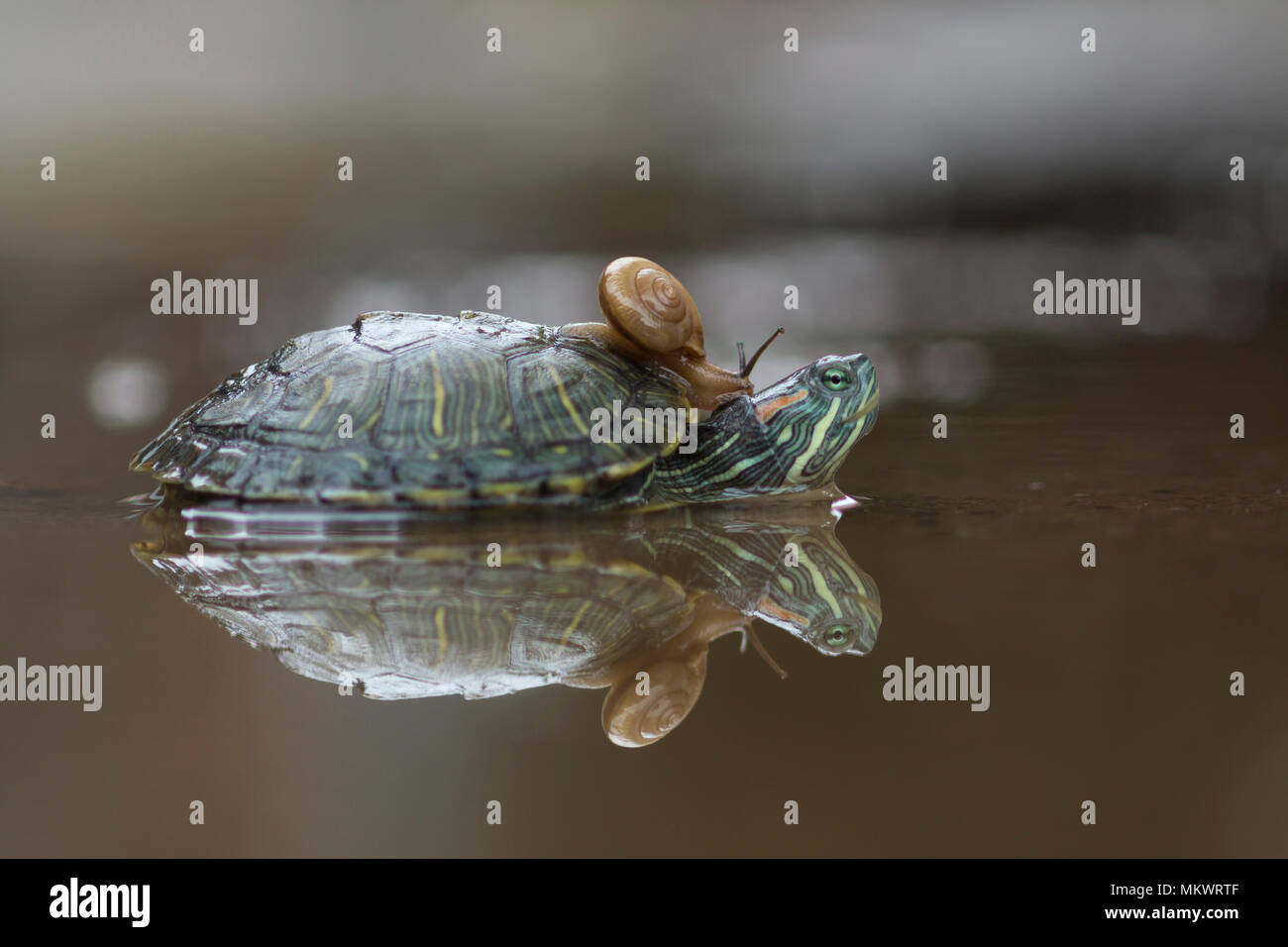 snails and turtles on the water Stock Photo Alamy